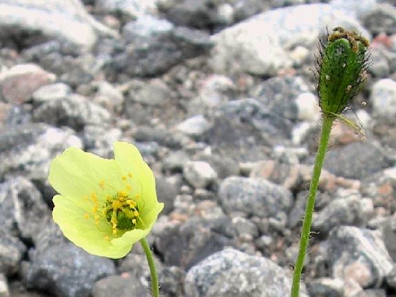 Papaver radicatum Rottb�ll.