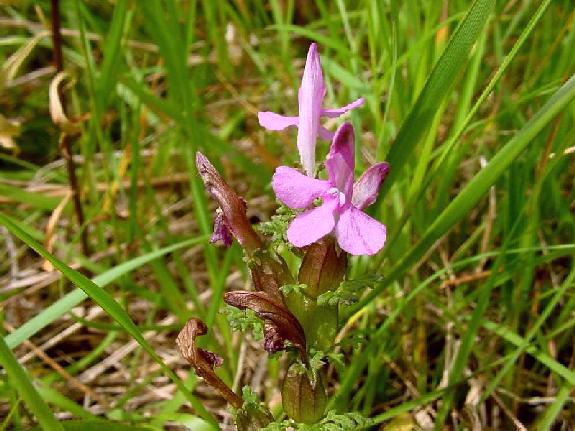 Pedicularis sylvatica L.