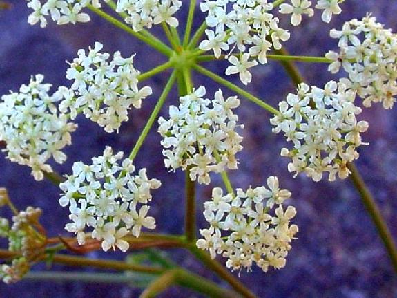 Pimpinella saxifraga L.