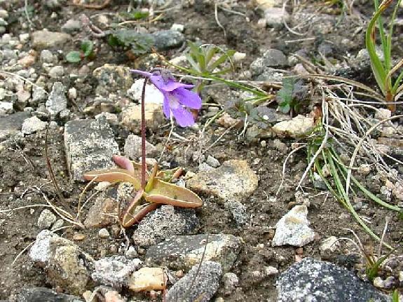Pinguicula vulgaris L.