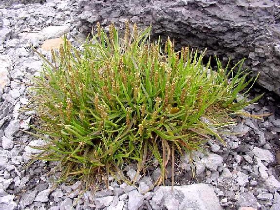 Plantago maritima L. subsp. juncoides (Lam.) Hult�n