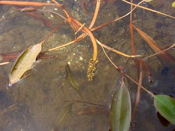 Potamogeton gramineus L.