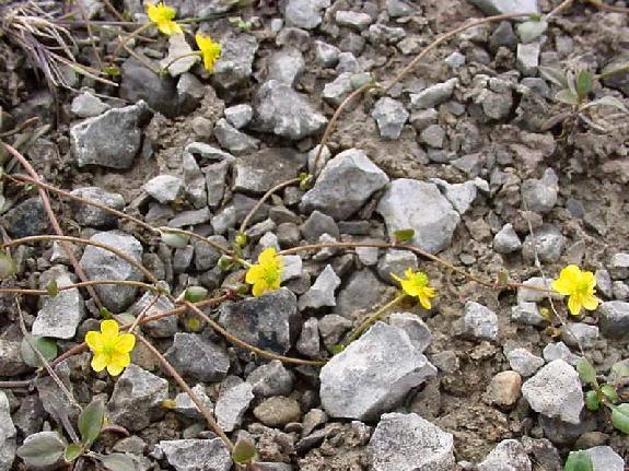 Ranunculus flammula var. ovalis (Bigelow) L.D. Benson