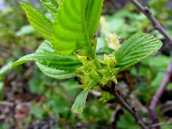 Rhamnus alnifolia L'H�r.