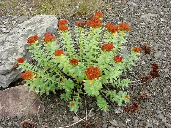 Rhodiola rosea L.