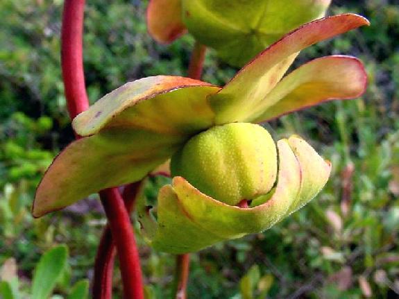 Sarracenia purpurea L. subsp. purpurea