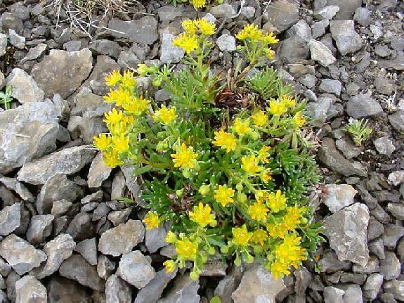 Saxifraga aizoides L.