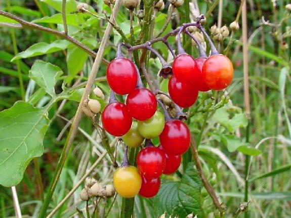 Solanum dulcamara L. 