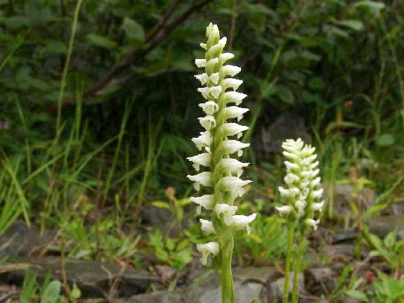Spiranthes romanzoffiana Cham.