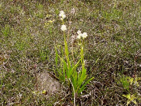Tofieldia glutinosa (Michx.) Pers.