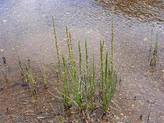 Triglochin maritima L.