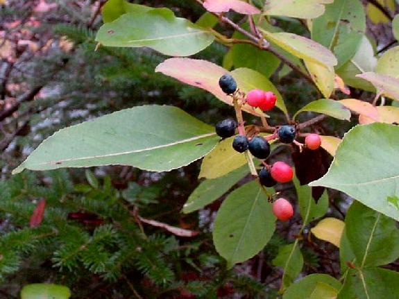 Viburnum nudum L. var. cassinoides (L.) Torr. & Gray
